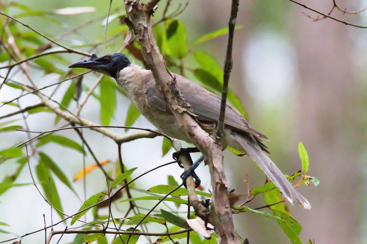 Noisy Friarbird - ML646389326