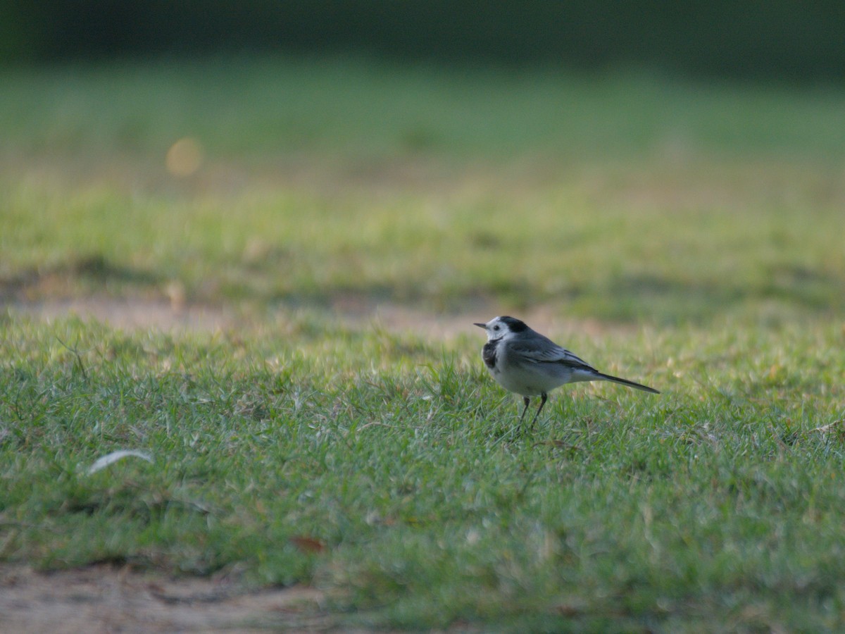 ハクセキレイ - ML646389329