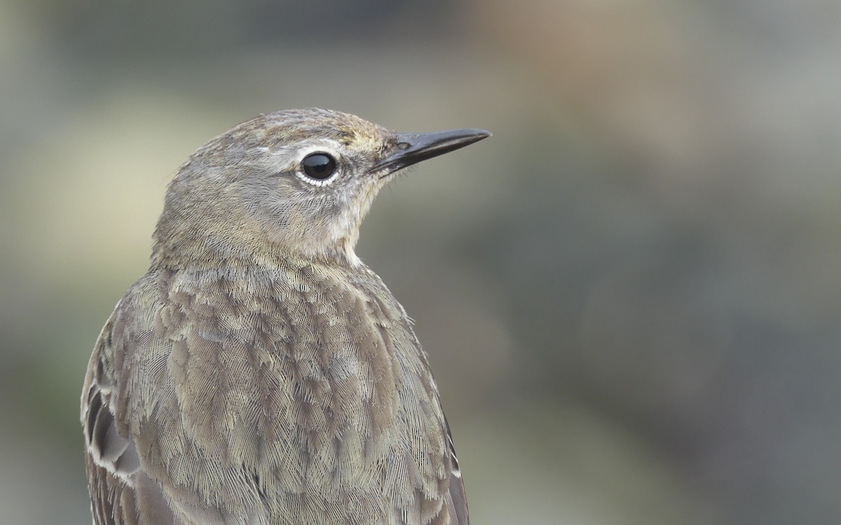 ニシヨーロッパタヒバリ - ML646389330