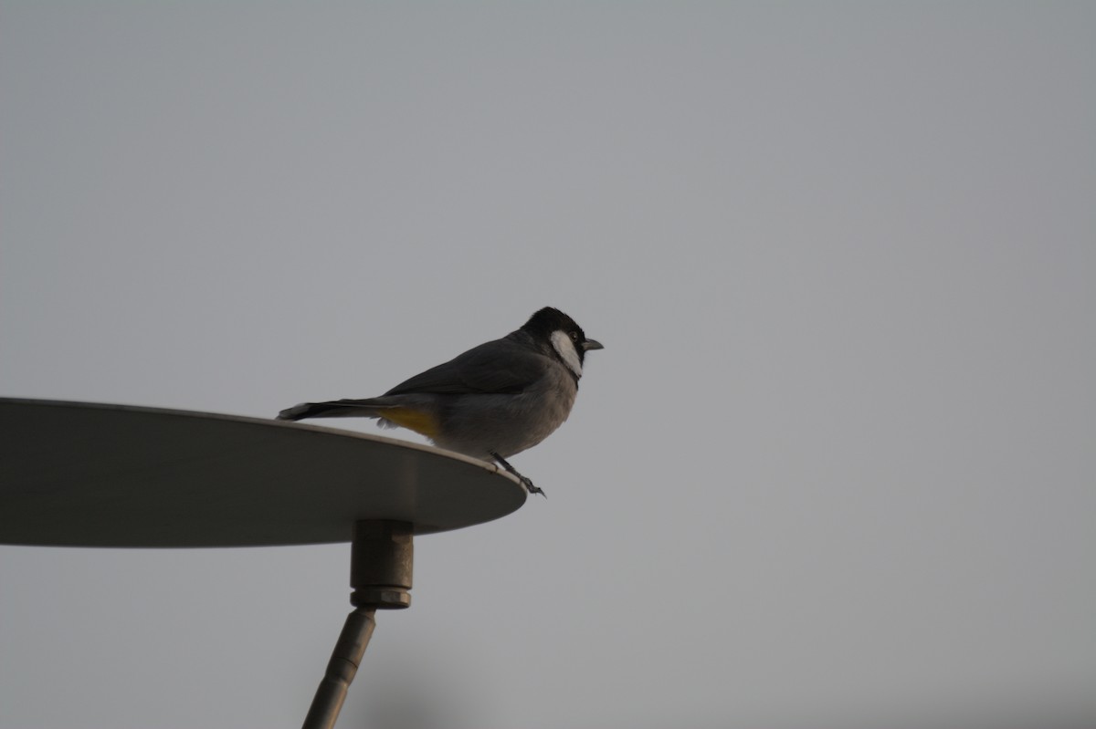 シロミミヒヨドリ - ML646389331