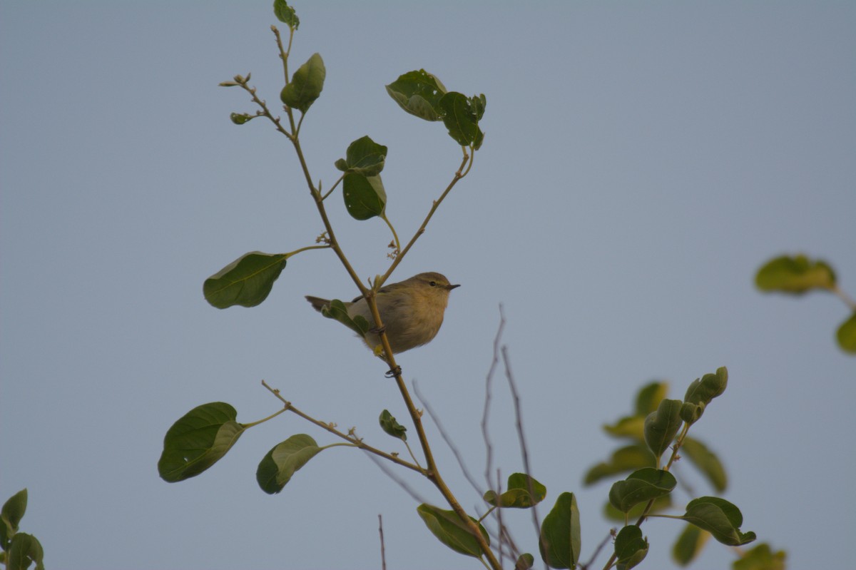 チフチャフ - ML646389334