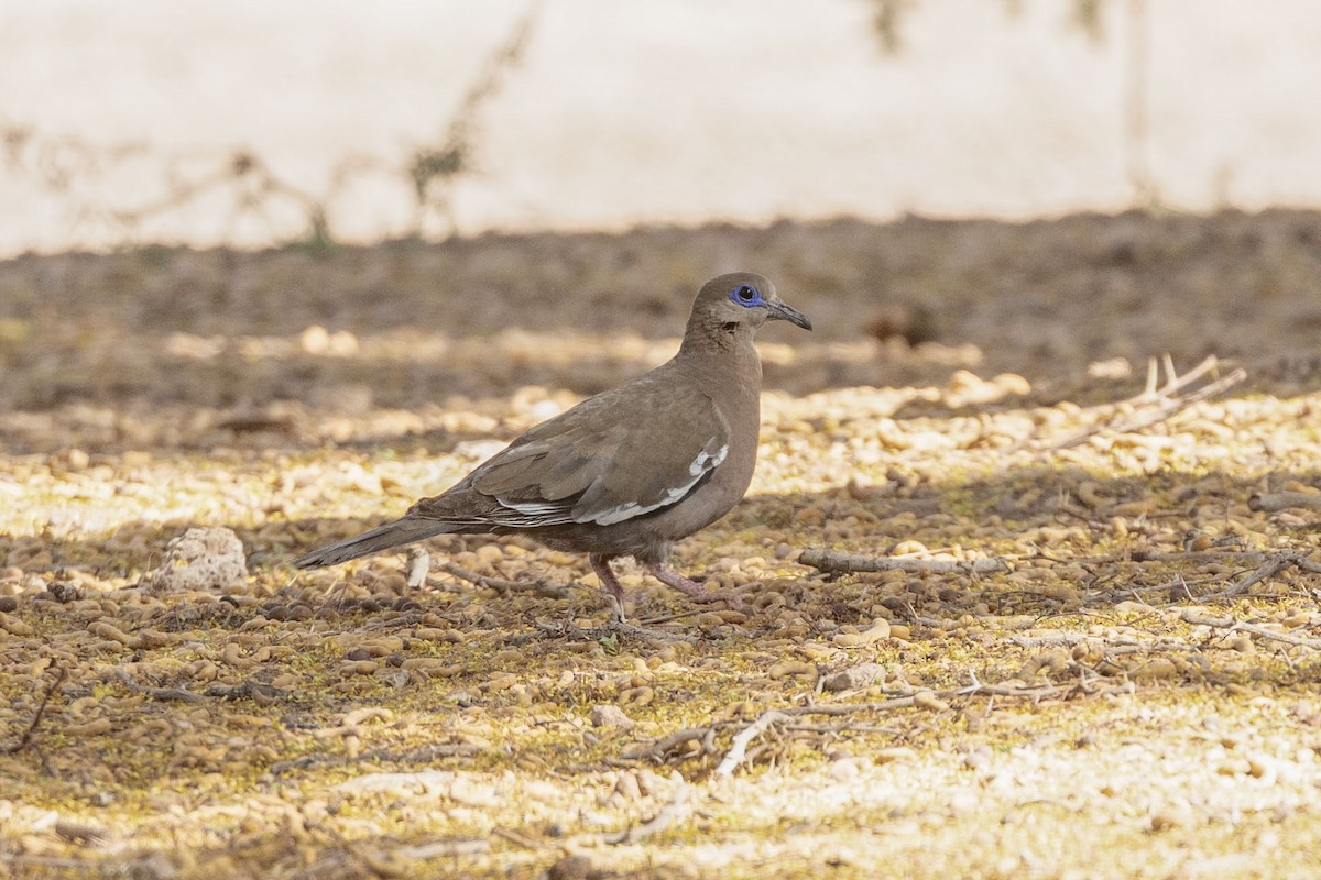 ミナミハジロバト - ML646389337