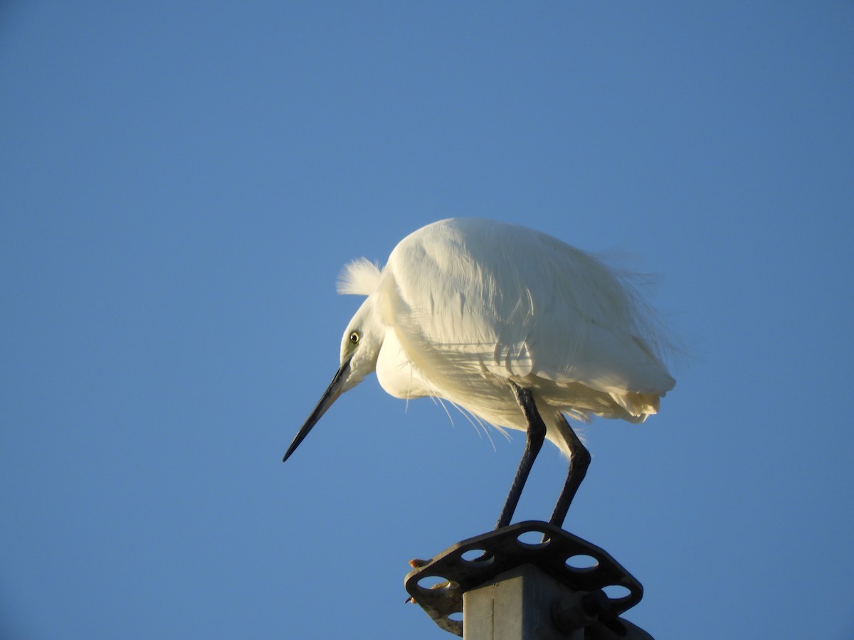 コサギ - ML646389338