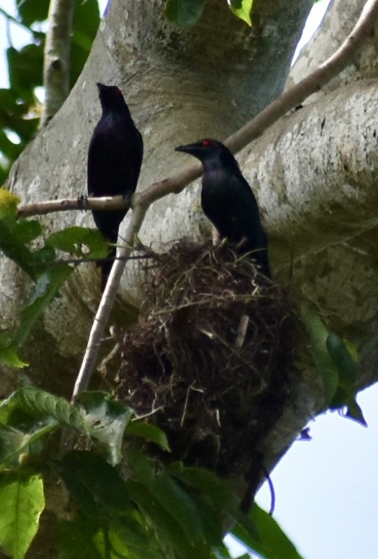 Metallic Starling - ML646389342