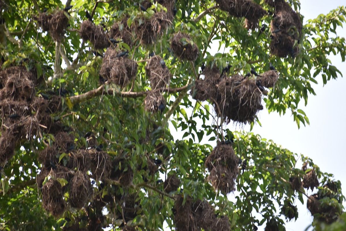 Metallic Starling - ML646389343