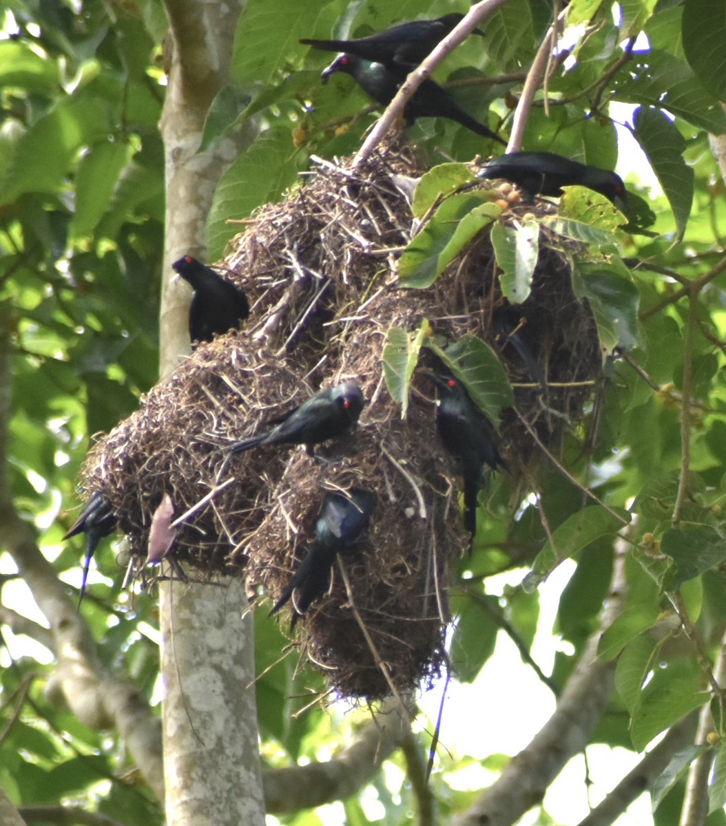 Metallic Starling - ML646389344