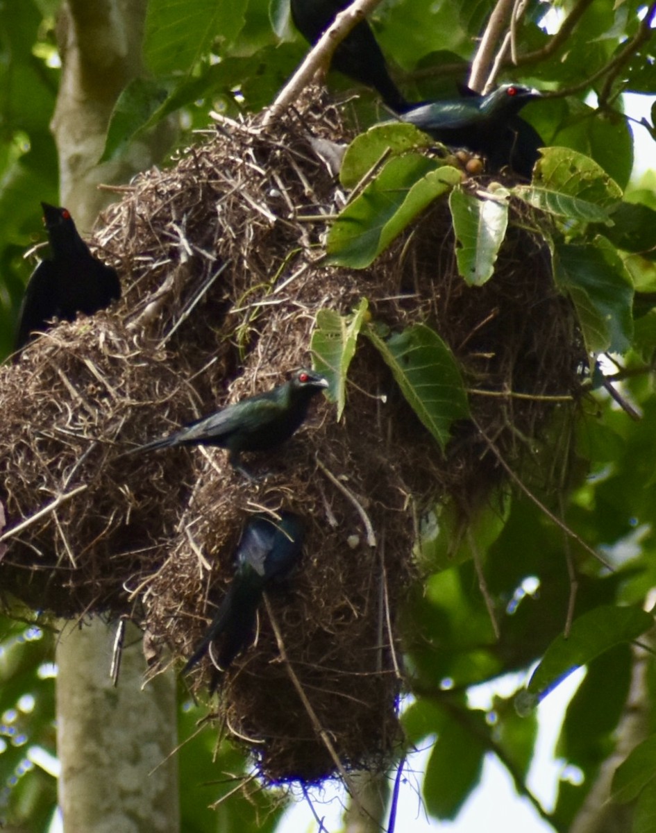 Metallic Starling - ML646389346