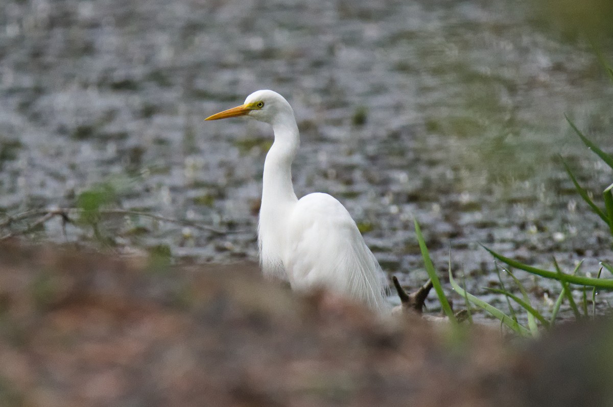 Plumed Egret - ML646389349