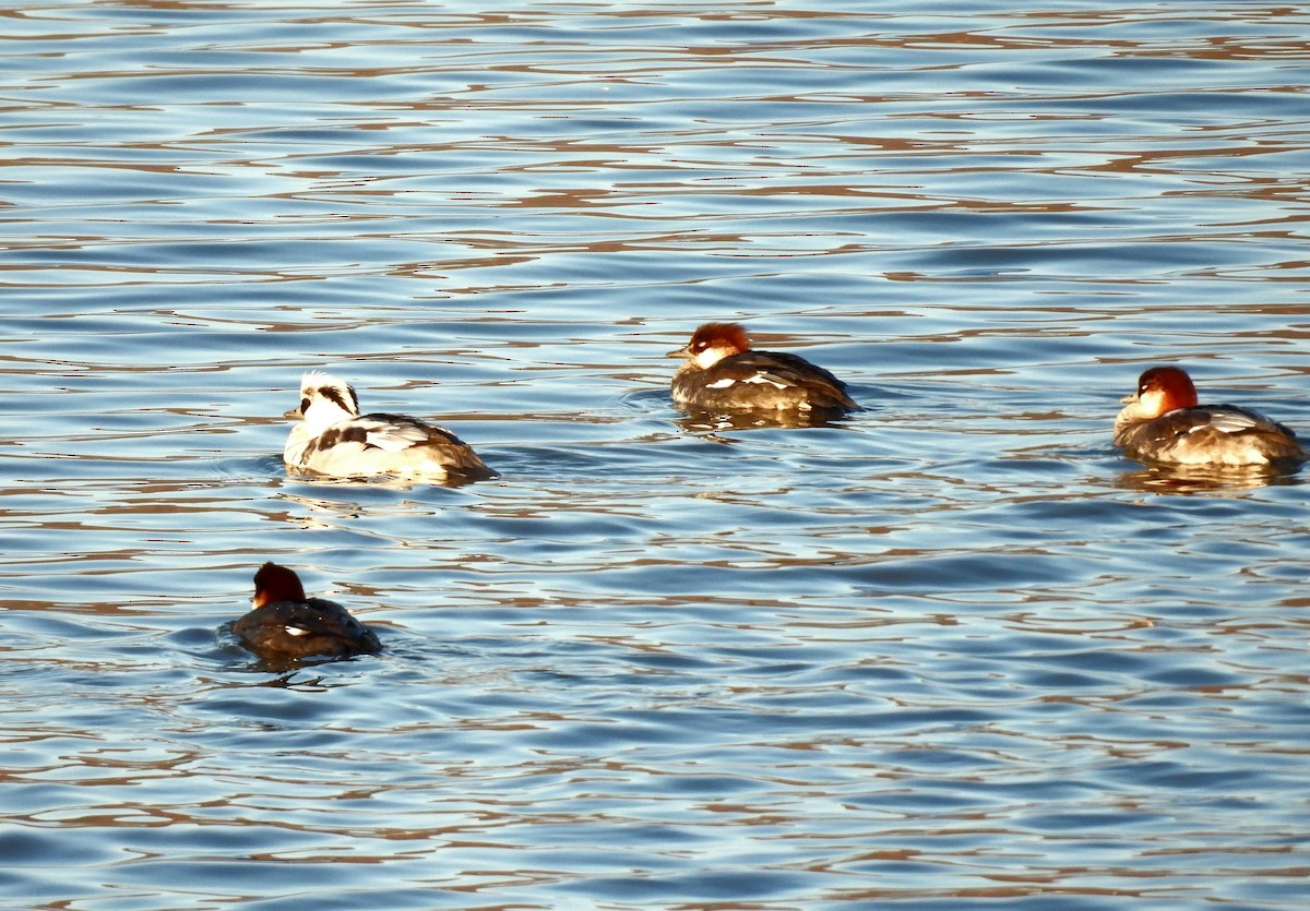 morčák malý - ML646389354