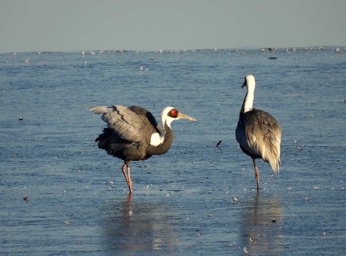 jeřáb červenolící - ML646389360