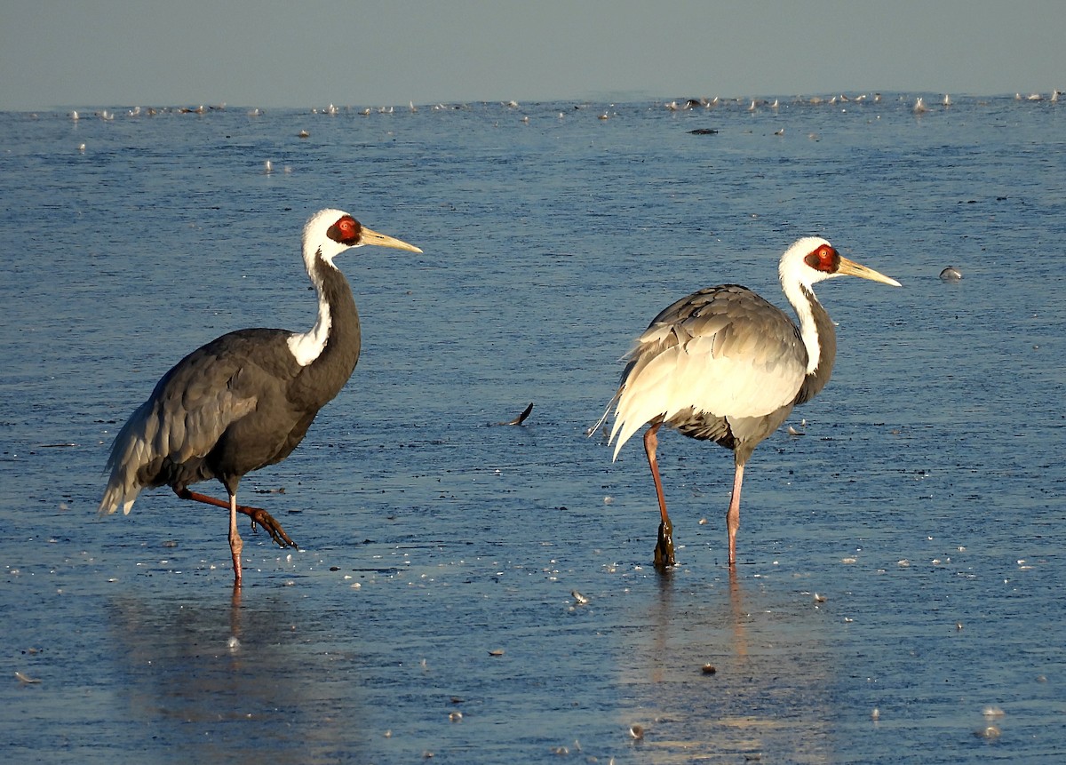 jeřáb červenolící - ML646389361