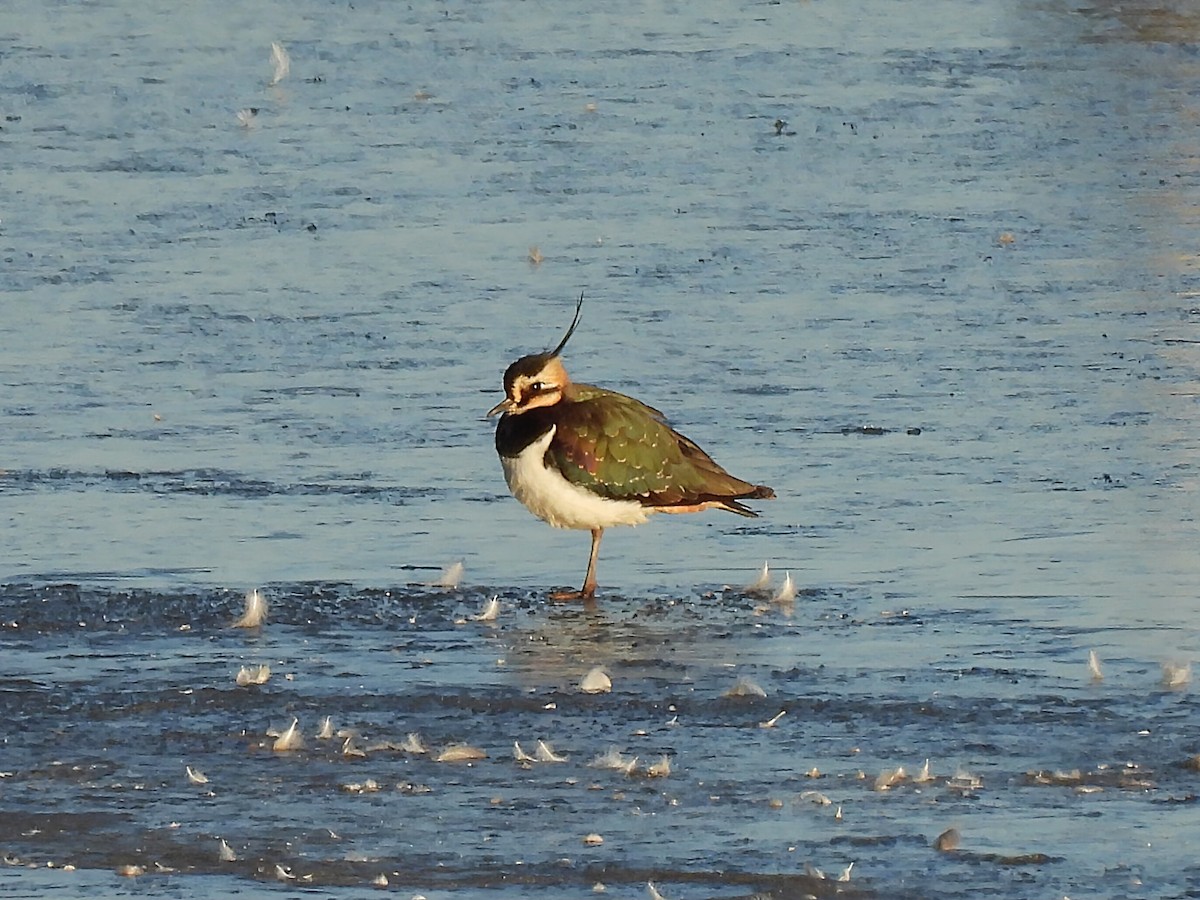 čejka chocholatá - ML646389371