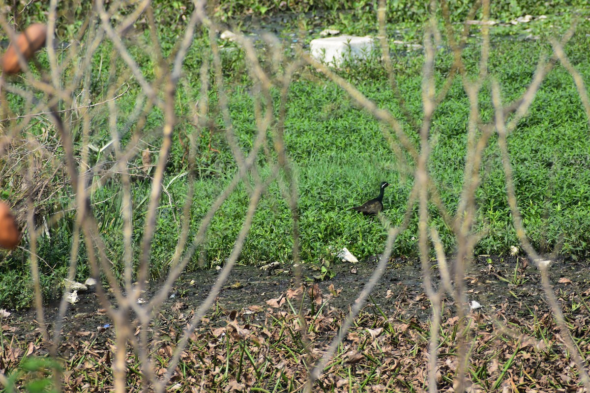 Bronze-winged Jacana - ML646389372