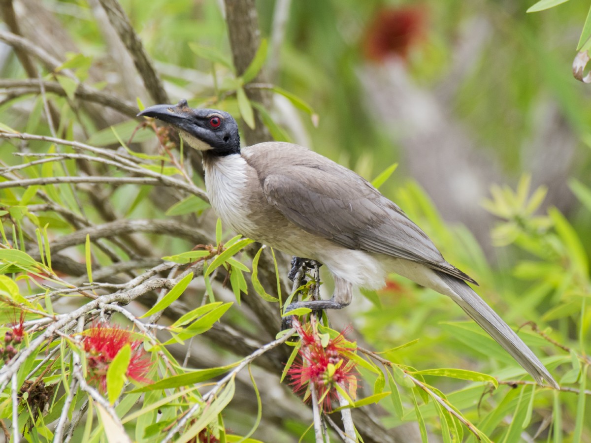 Polochion criard - ML646389373