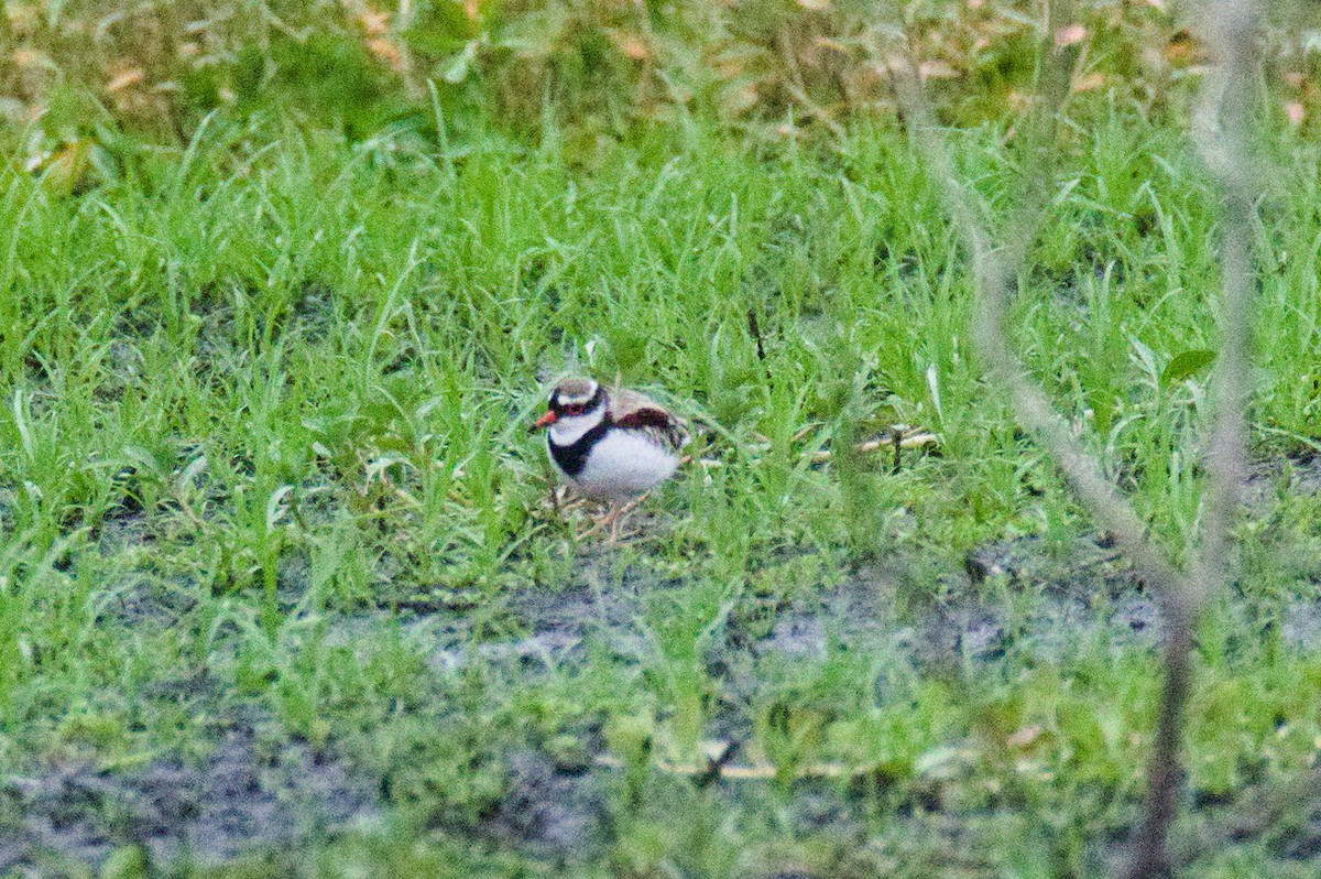 Black-fronted Dotterel - ML646389376