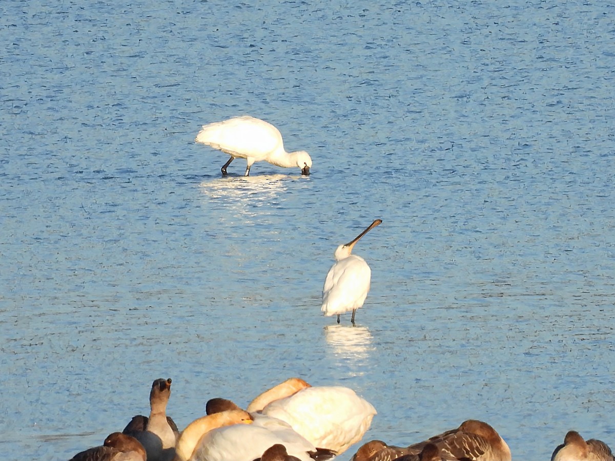 kolpík bílý - ML646389380