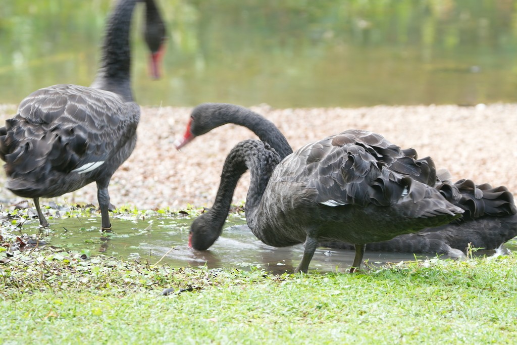 Black Swan - ML646389390