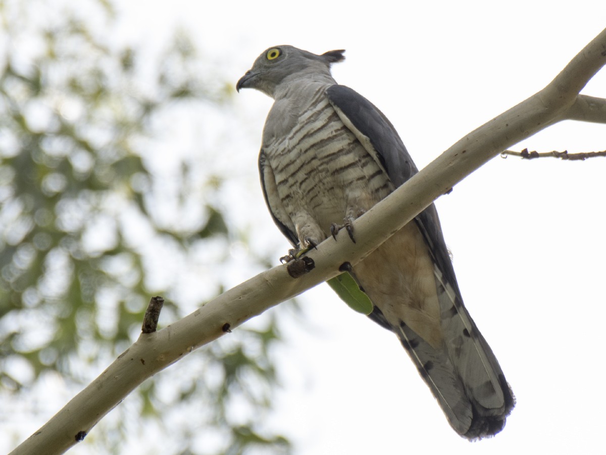 Baza huppé - ML646389391