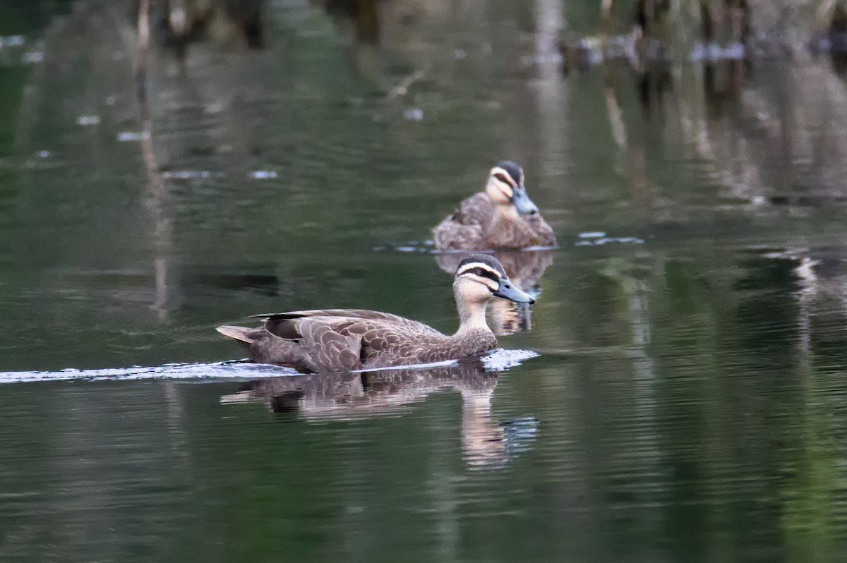 Pacific Black Duck - ML646389394