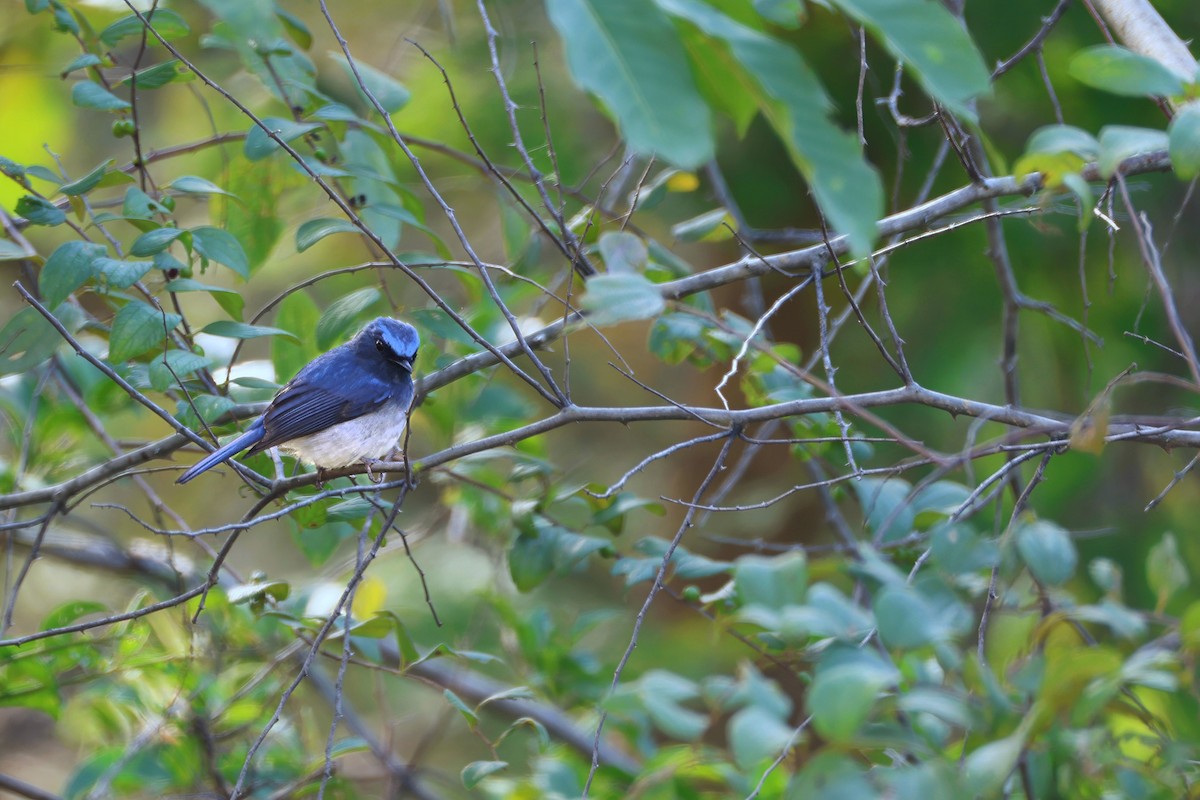 Hainan Blue Flycatcher (Blue-breasted) - ML646389395