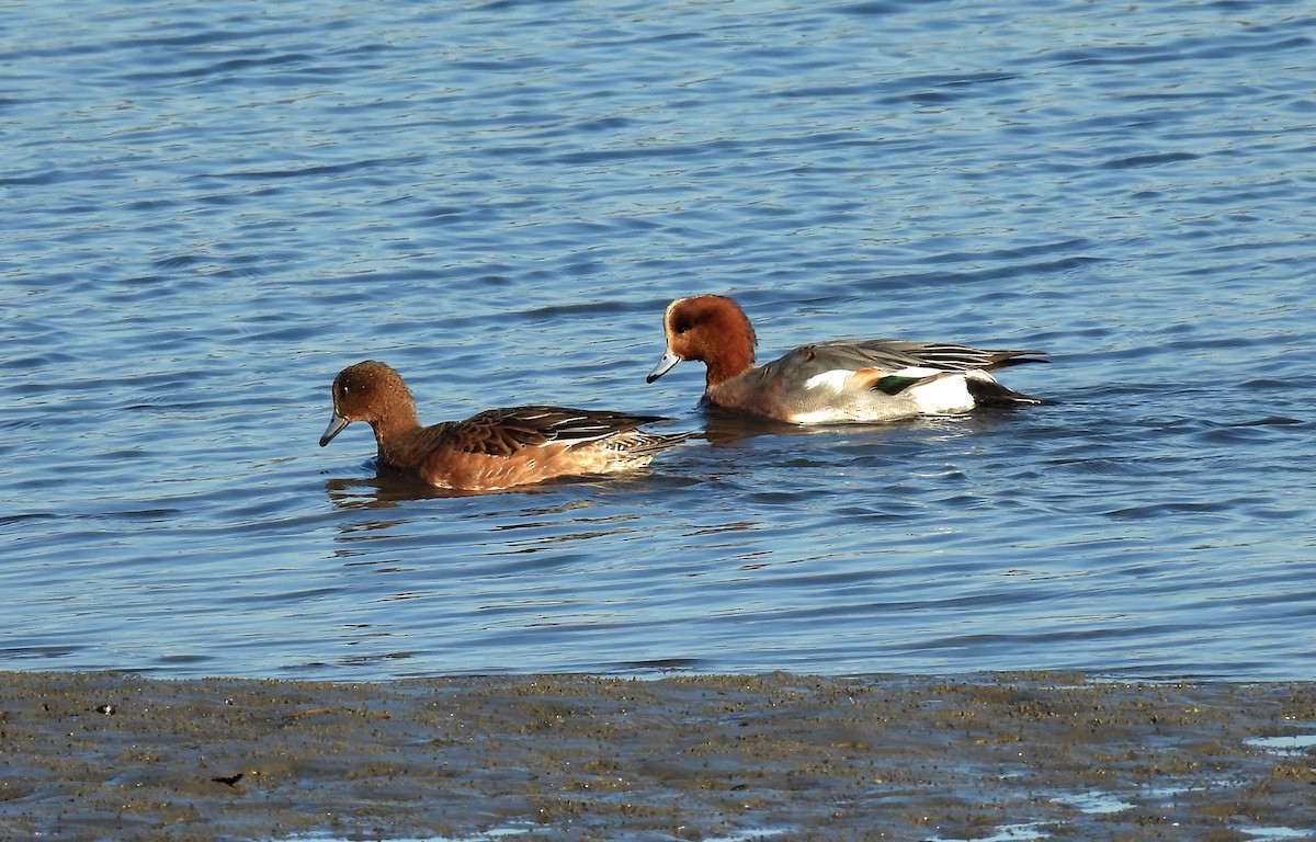 hvízdák eurasijský - ML646389403