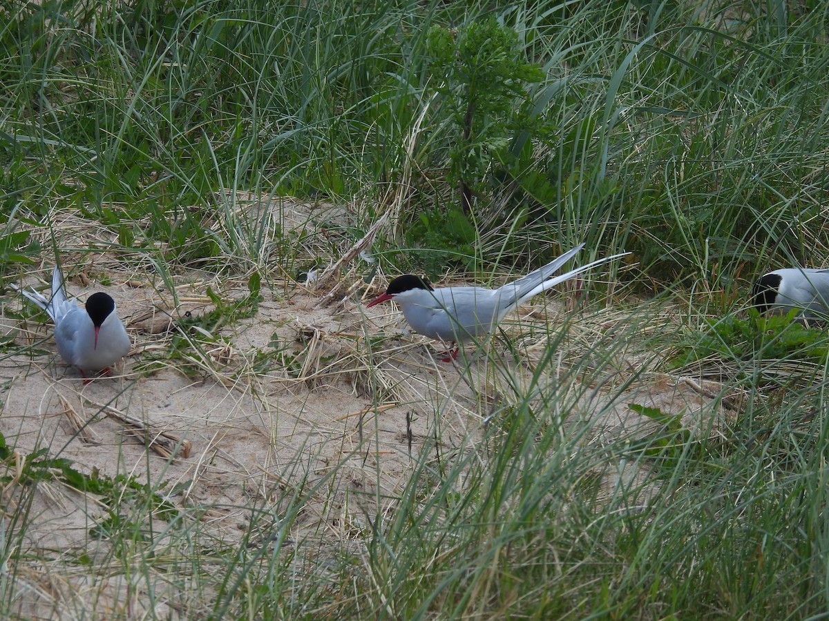 Arctic Tern - ML646389408