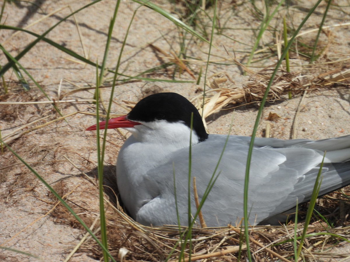 Arctic Tern - ML646389409