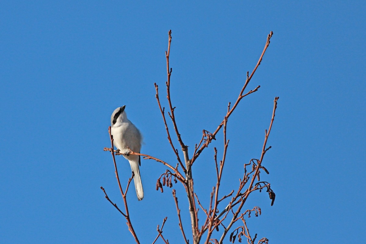 Great Gray Shrike - ML646389411