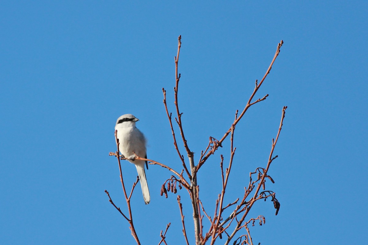 Great Gray Shrike - ML646389412