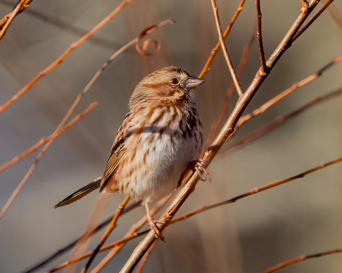 ウタスズメ - ML646389413