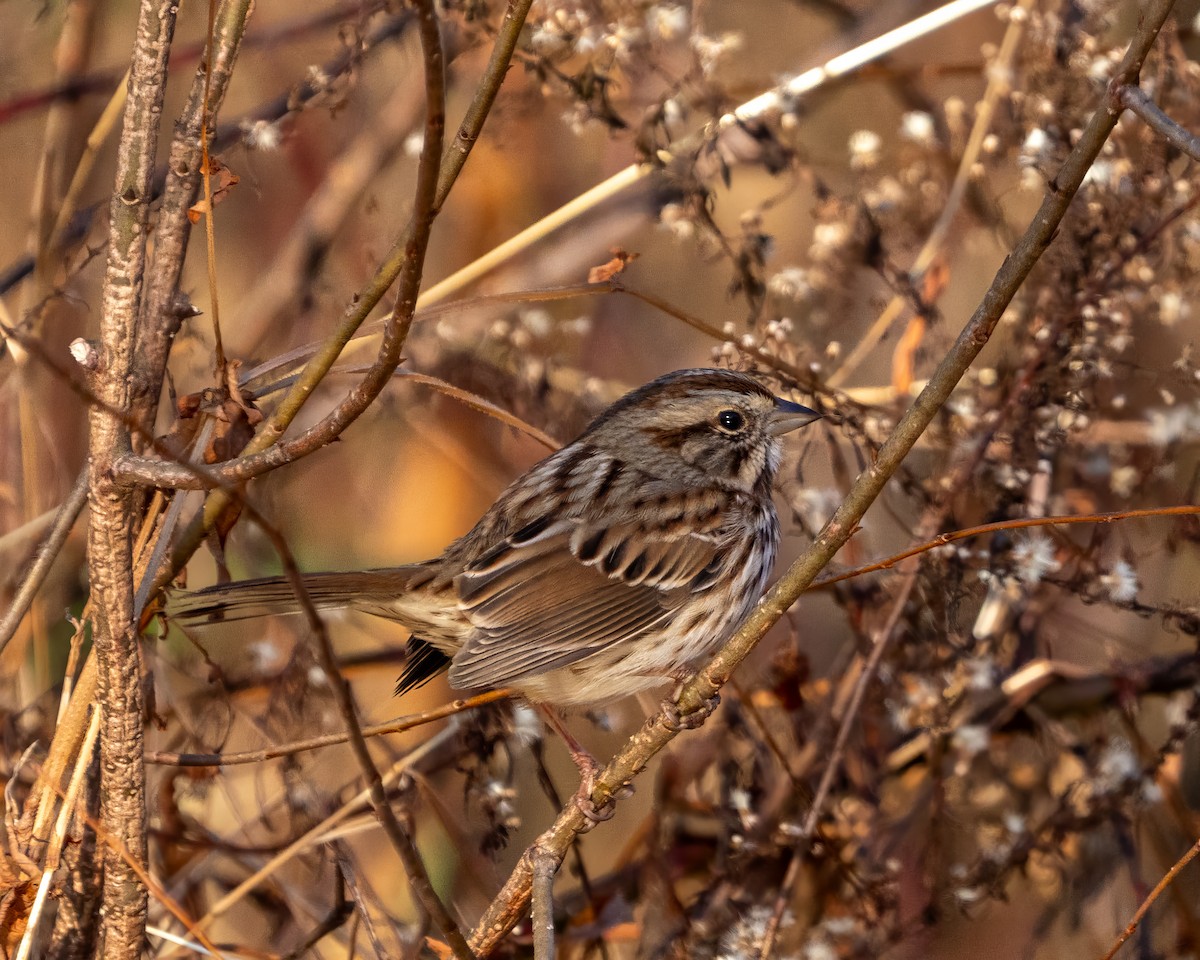 ウタスズメ - ML646389414