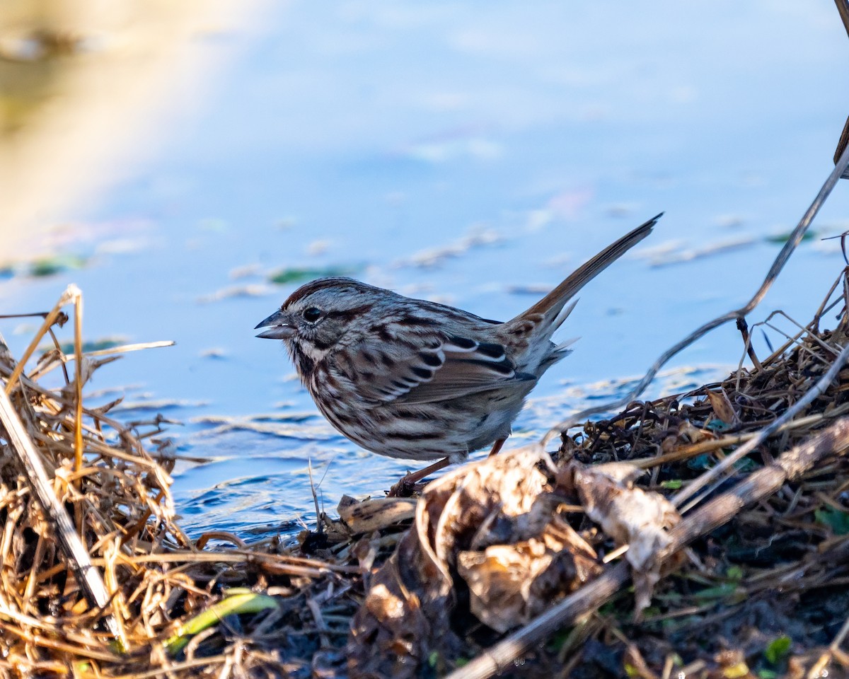 ウタスズメ - ML646389415