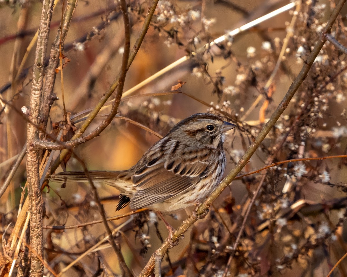 ウタスズメ - ML646389416