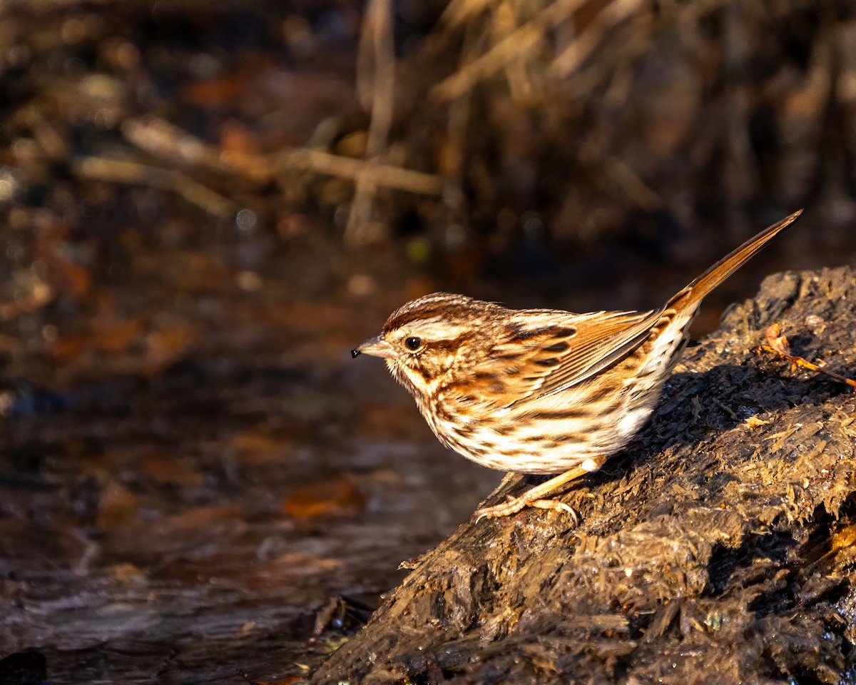 ウタスズメ - ML646389417