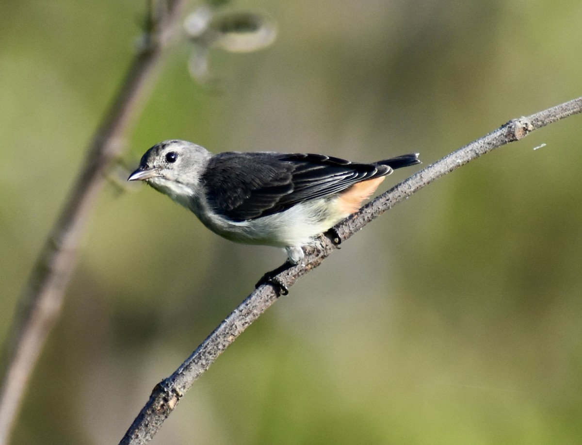 Mistletoebird - ML646389421