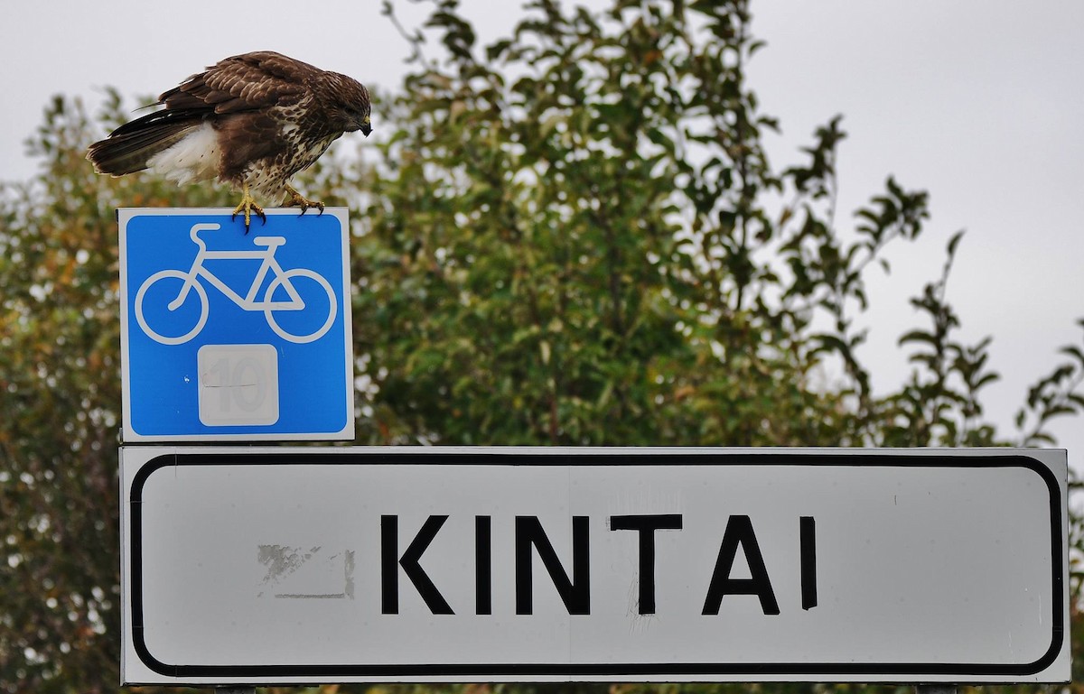 עקב חורף - ML646389429