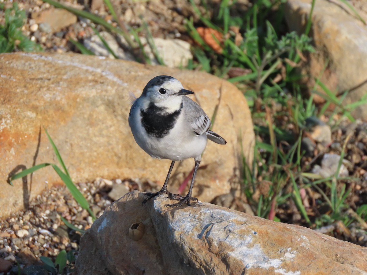 白鶺鴒 - ML646389430