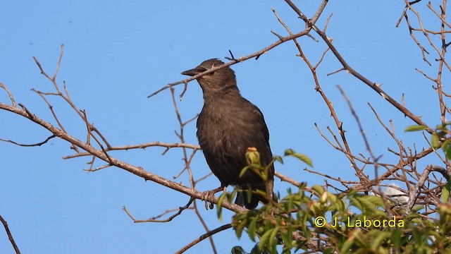 Estornino Negro - ML646389431