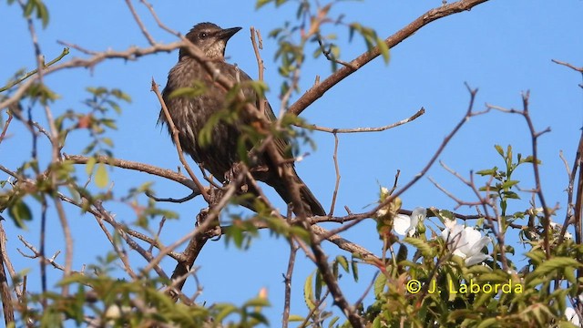Estornino Negro - ML646389432