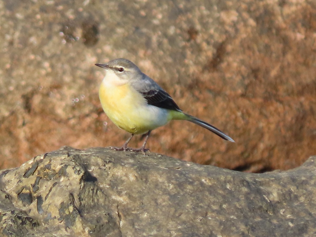 灰鶺鴒 - ML646389434