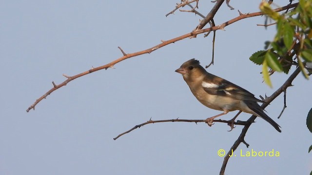 Pinzón Vulgar - ML646389437