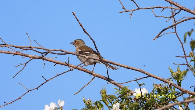 Pinzón Vulgar - ML646389438