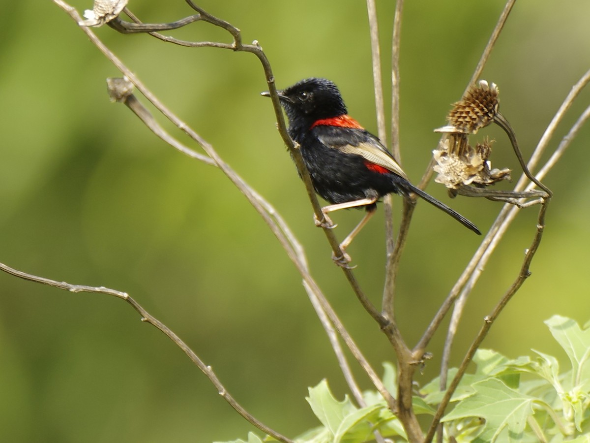 Mérion à dos rouge - ML646389439