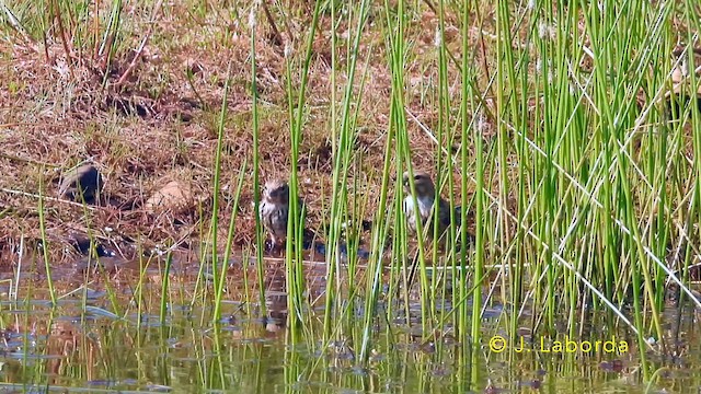 Pardillo Común - ML646389442
