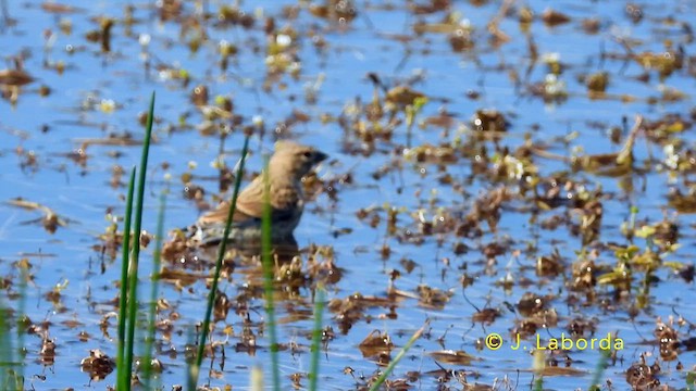 Pardillo Común - ML646389443