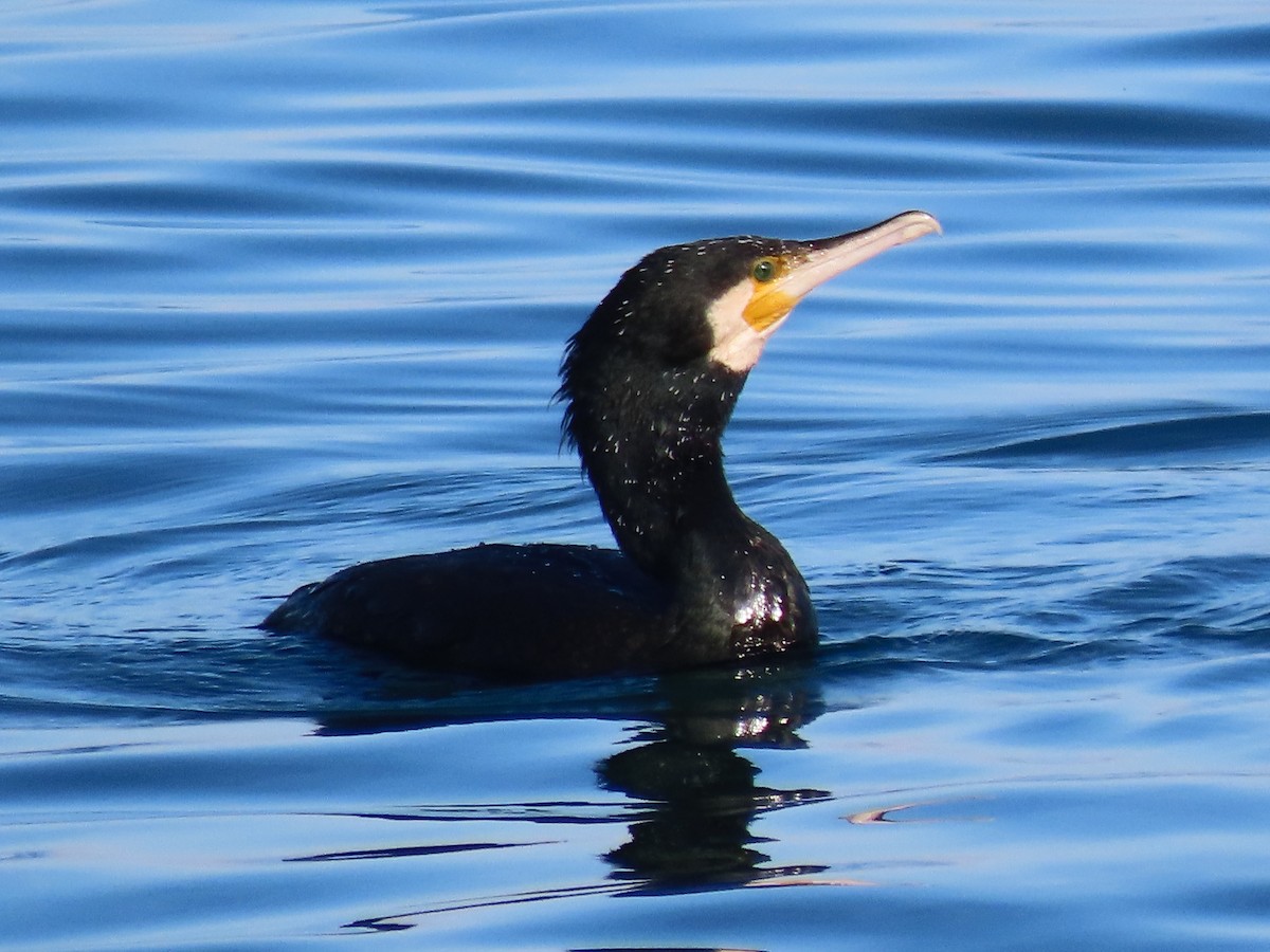 Большой баклан - ML646389444