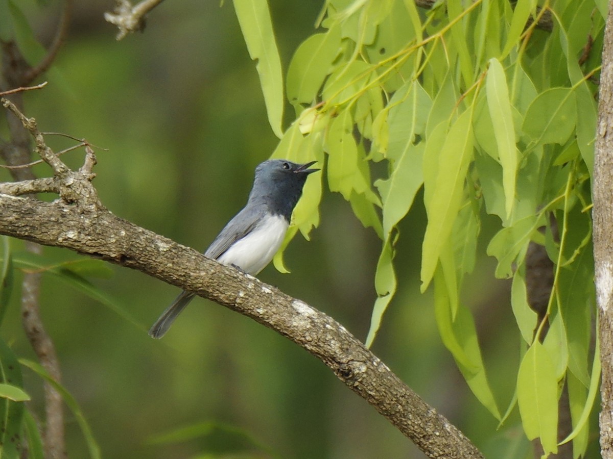 Monarque rougegorge - ML646389445