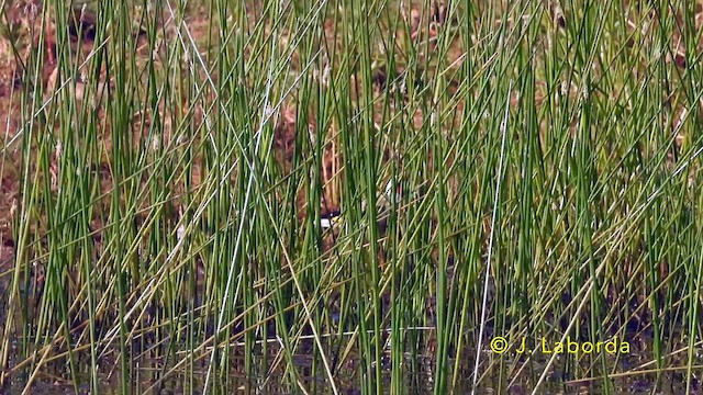 Jilguero Europeo - ML646389446