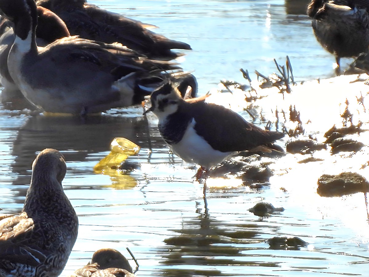 čejka chocholatá - ML646389447