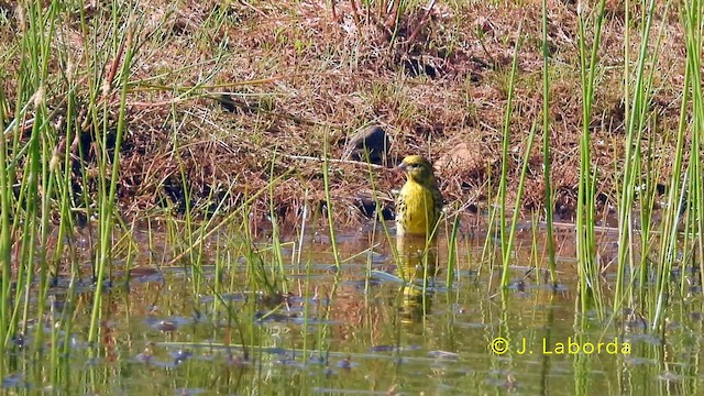 Serín Verdecillo - ML646389448